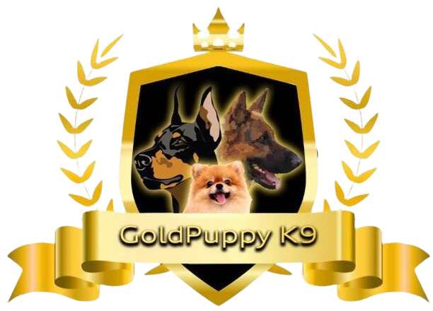 Gold Puppy K9