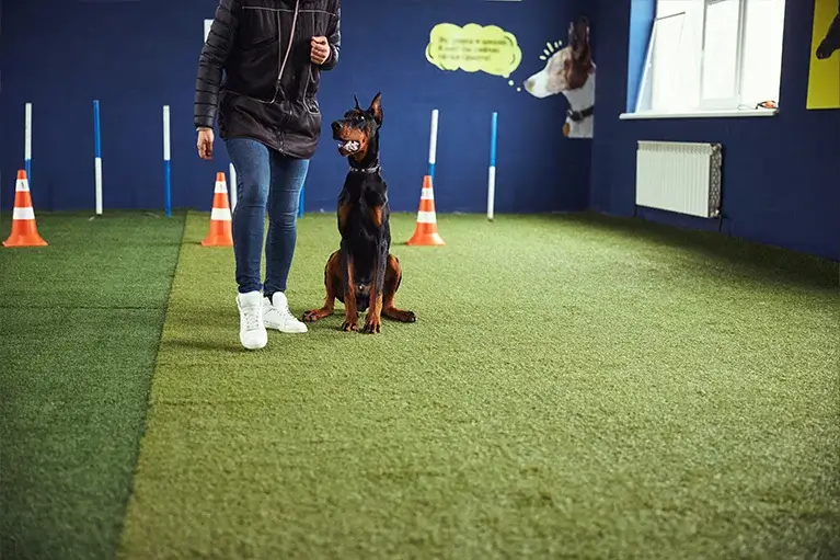 Köpekler İçin Eğitim Programlarının Önemi: Gold Puppy K9 Çiftliği'nde Hangi Eğitimler Veriliyor?
