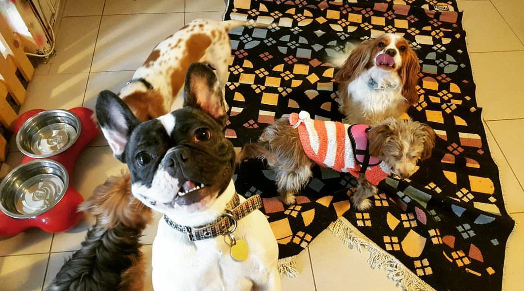 Köpek Otelleri Neden Gerekli? Gold Puppy K9 Çiftliği Otel Hizmetleriyle Tanışın